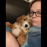 Cavapoo - Both