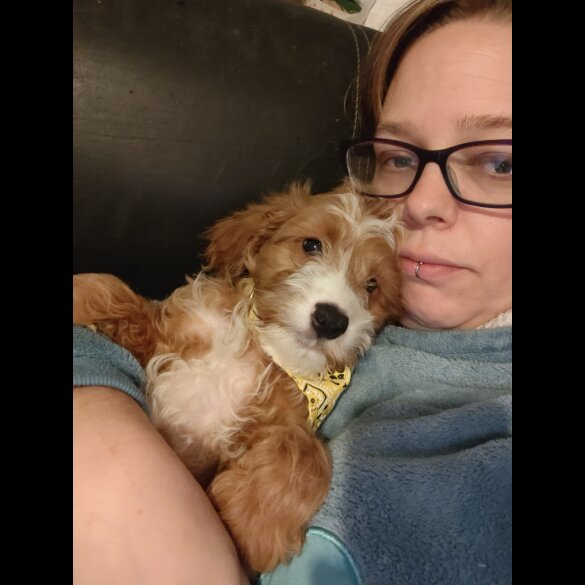 Cavapoo - Both