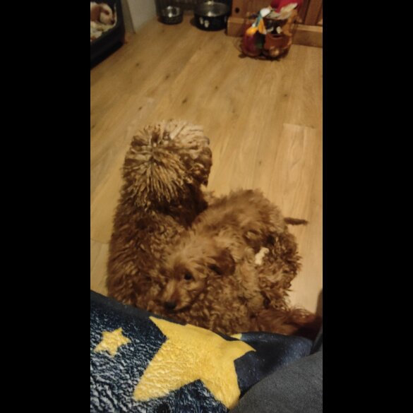 Cavapoo - Both