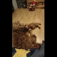 Cavapoo - Both