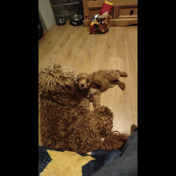 Cavapoo - Both