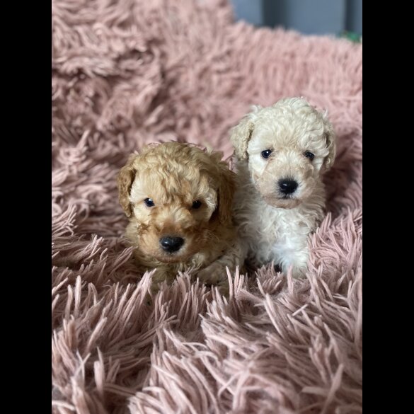 Cavapoo - Both