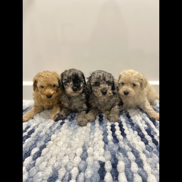 Cavapoo - Both