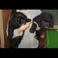 Cavapoo - Both