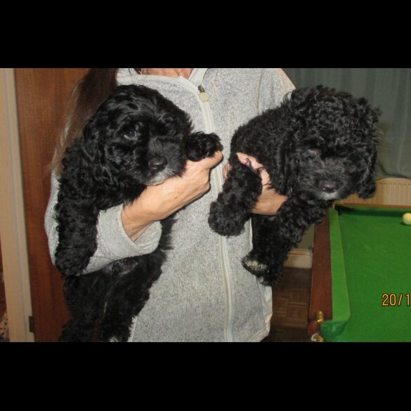 Cavapoo - Both