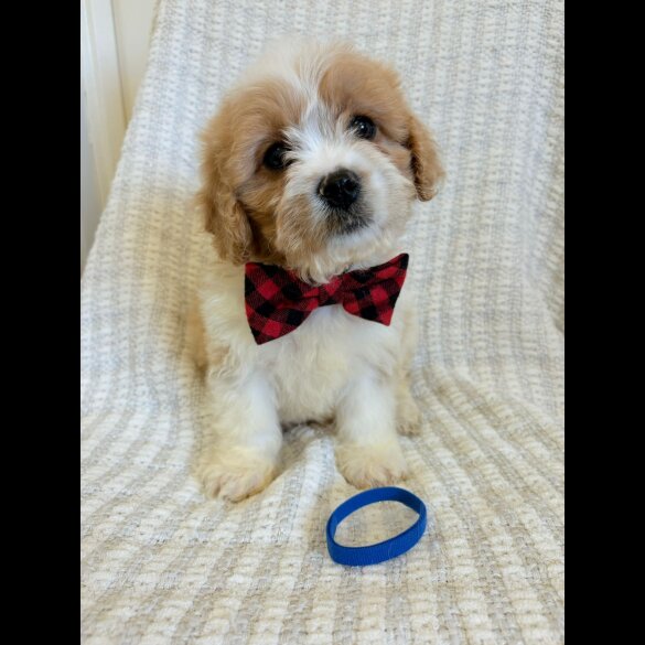 Cavapoo - Both