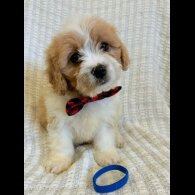 Cavapoo - Both