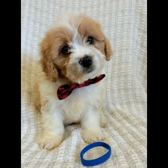 Cavapoo - Both