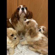 Cavapoo - Both