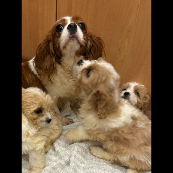 Cavapoo - Both