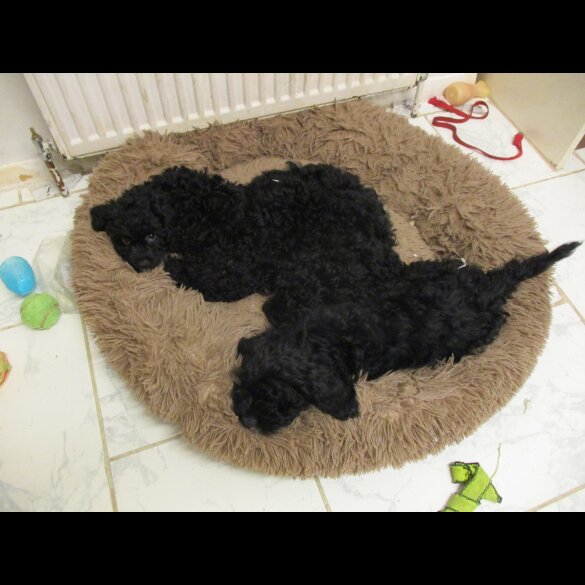 Cavapoo - Both