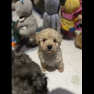 Cavapoo - Both