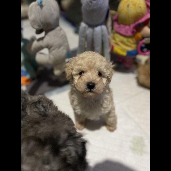 Cavapoo - Both
