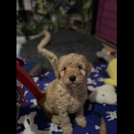 Cavapoo - Both