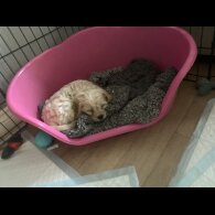Cavapoo - Dogs