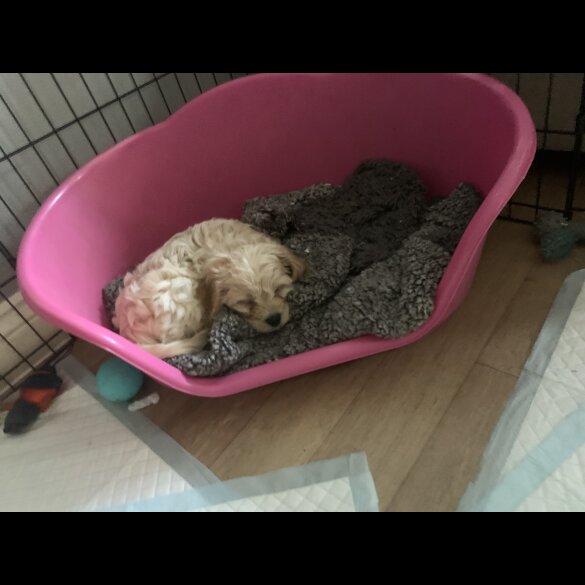Cavapoo - Dogs