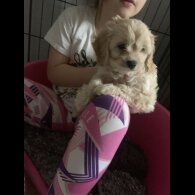 Cavapoo - Dogs