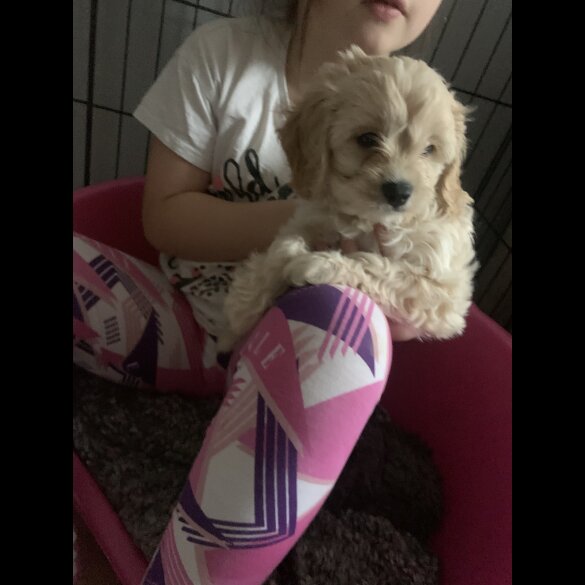 Cavapoo - Dogs