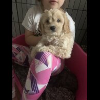 Cavapoo - Dogs