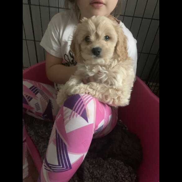 Cavapoo - Dogs