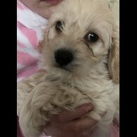 Cavapoo - Dogs