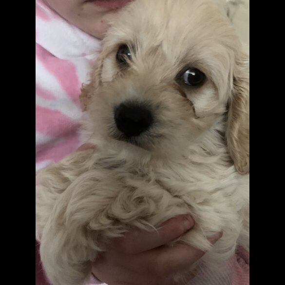Cavapoo - Dogs
