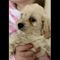 Cavapoo - Dogs