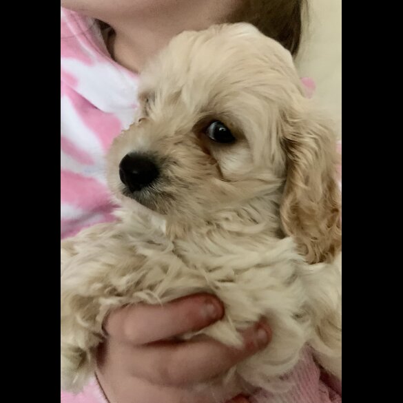Cavapoo - Dogs