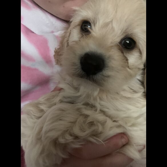 Cavapoo - Dogs