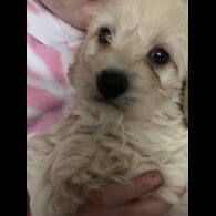 Cavapoo - Dogs
