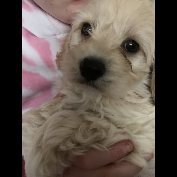 Cavapoo - Dogs