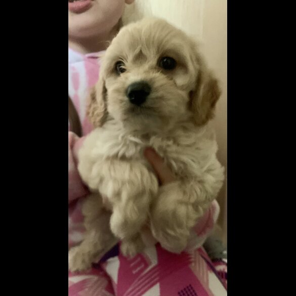 Cavapoo - Dogs