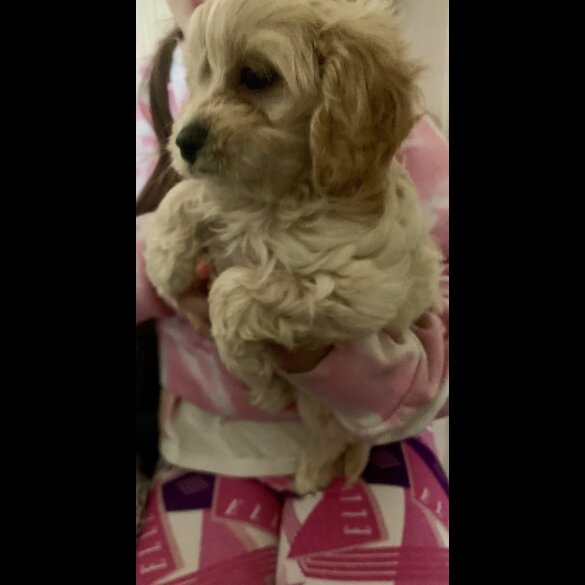 Cavapoo - Dogs