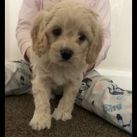 Cavapoo - Dogs