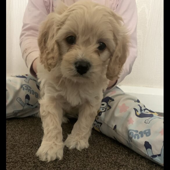 Cavapoo - Dogs