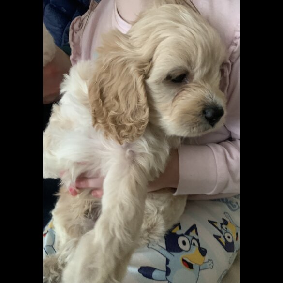 Cavapoo - Dogs