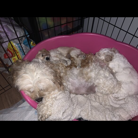 Cavapoo - Dogs