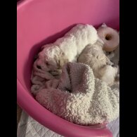 Cavapoo - Dogs