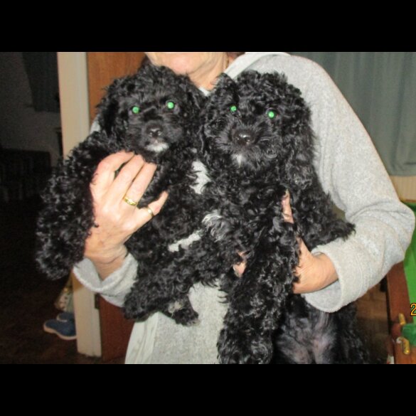 Cavapoo - Both
