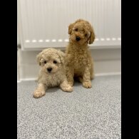 Cavapoo - Both