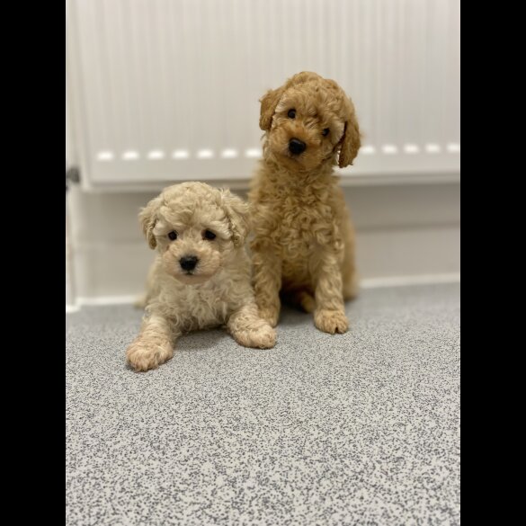 Cavapoo - Both