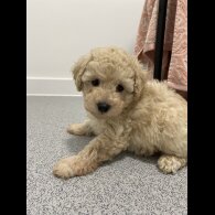 Cavapoo - Both