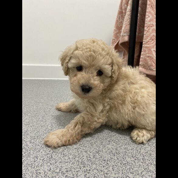 Cavapoo - Both