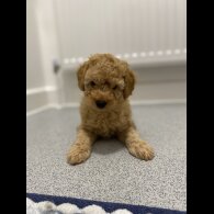 Cavapoo - Both