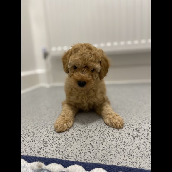Cavapoo - Both