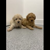 Cavapoo - Both