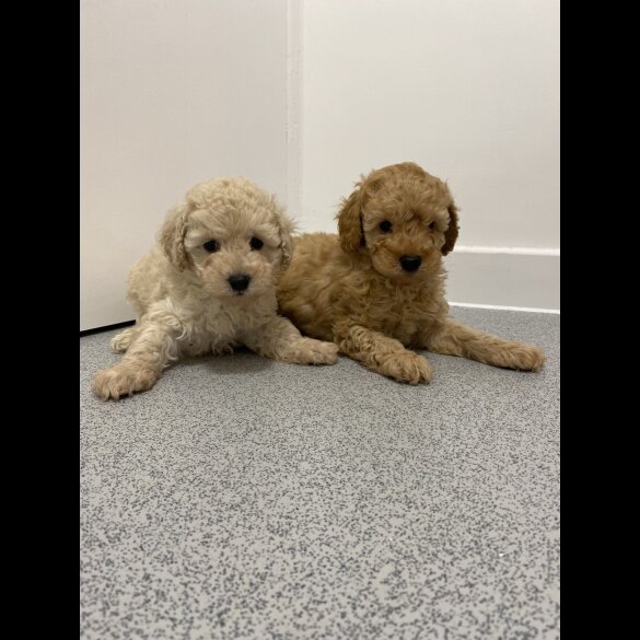 Cavapoo - Both