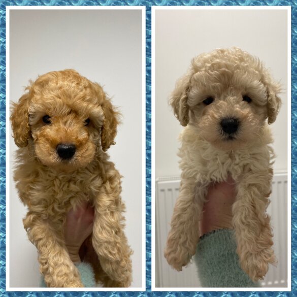 Cavapoo - Both