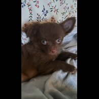 Chihuahua - Dogs
