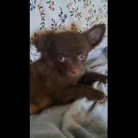 Chihuahua - Dogs
